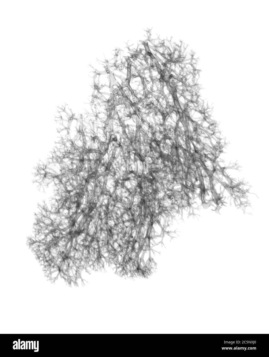 White moss Black and White Stock Photos & Images - Alamy
