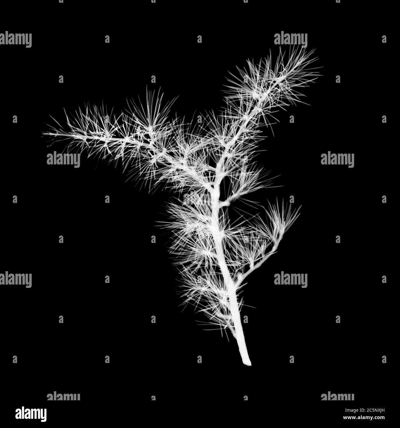 Fir twig (Pseudotsuga menziesii), X-ray. Stock Photo