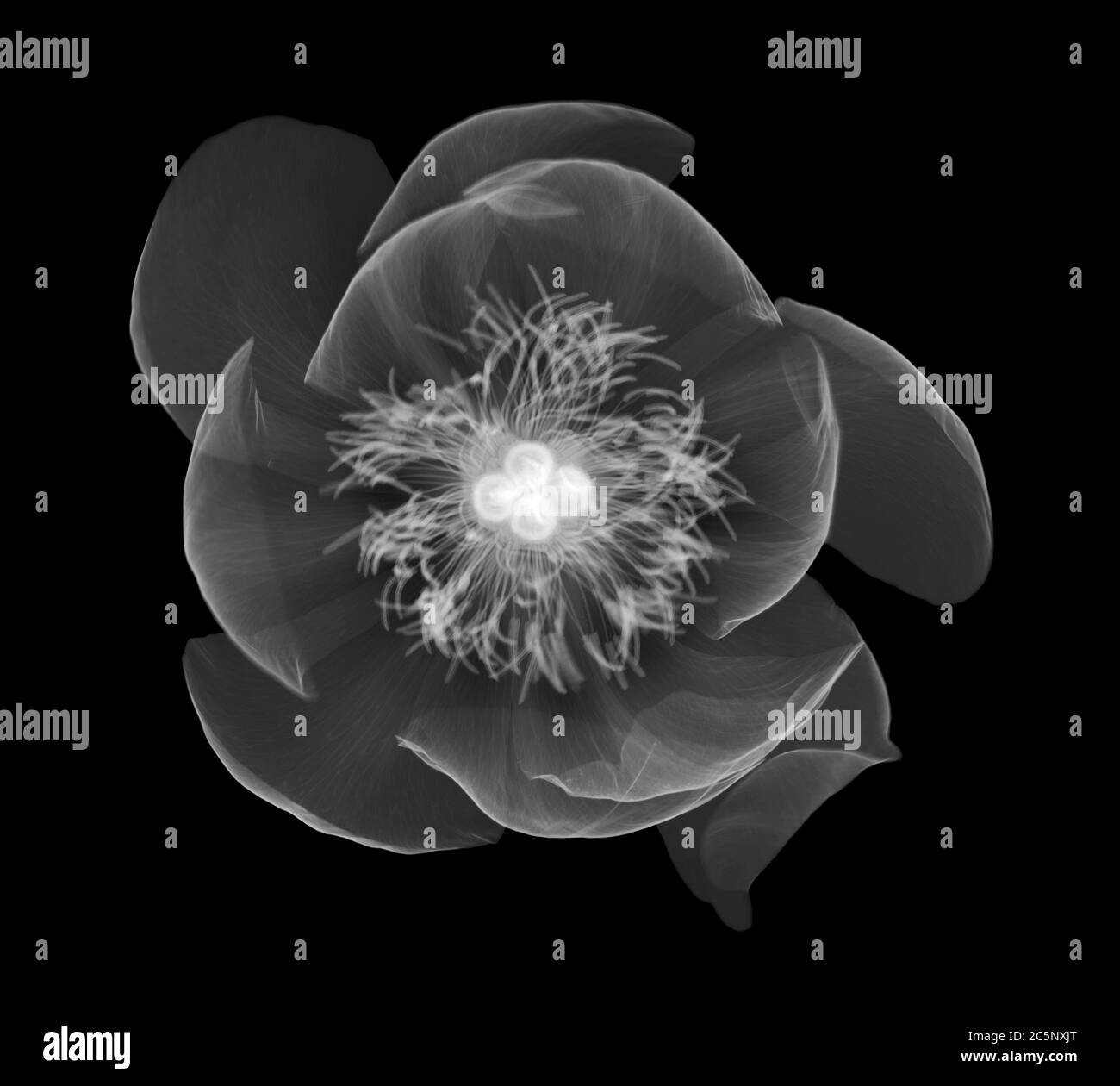 Peony (Paeonia officinalis), X-ray. Stock Photo