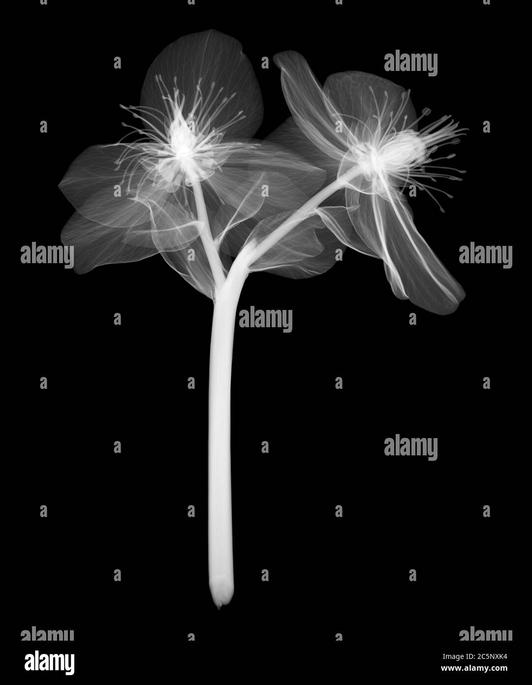 Christmas rose (Helleborus niger), X-ray. Stock Photo