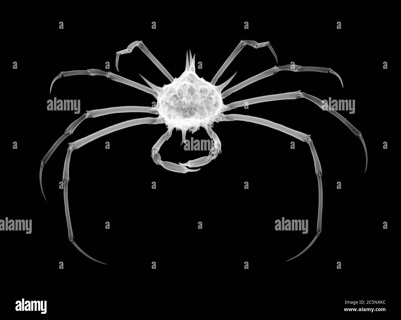 Spider crab (Phalangius hystrix), X-ray. Stock Photo