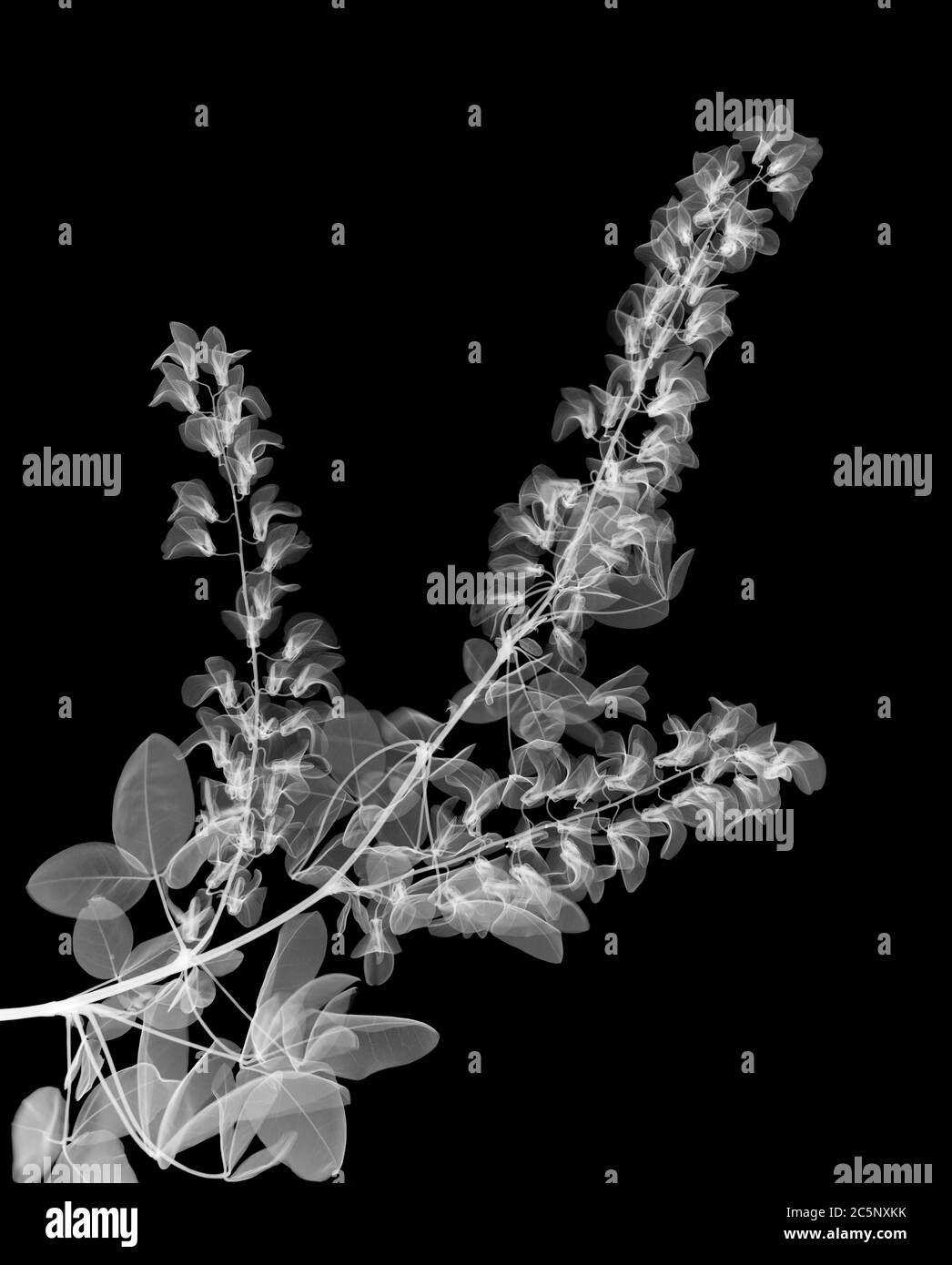 Laburnum (Laburnum alpinum), X-ray Stock Photo