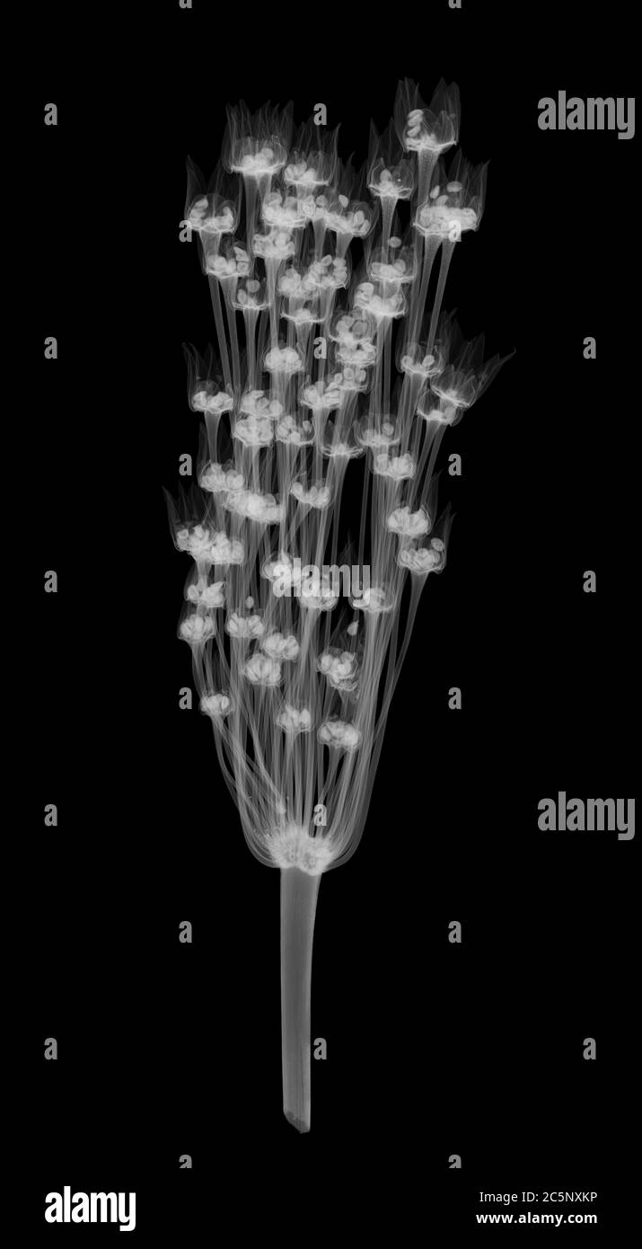 Heath rush (Juncus squarrosus), X-ray Stock Photo