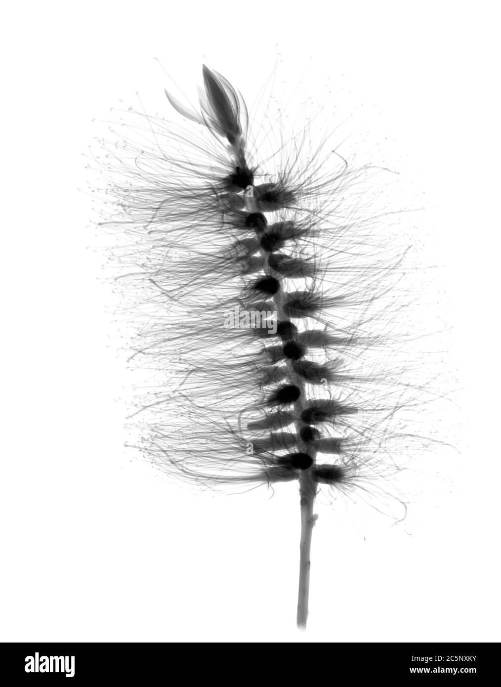 Bottlebrush (Callistemon pallidus), X-ray Stock Photo