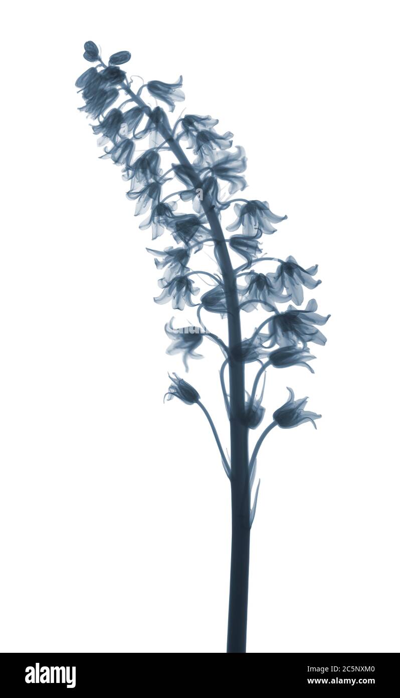 Bluebell (Hyacinthoides non-scripta), X-ray Stock Photo