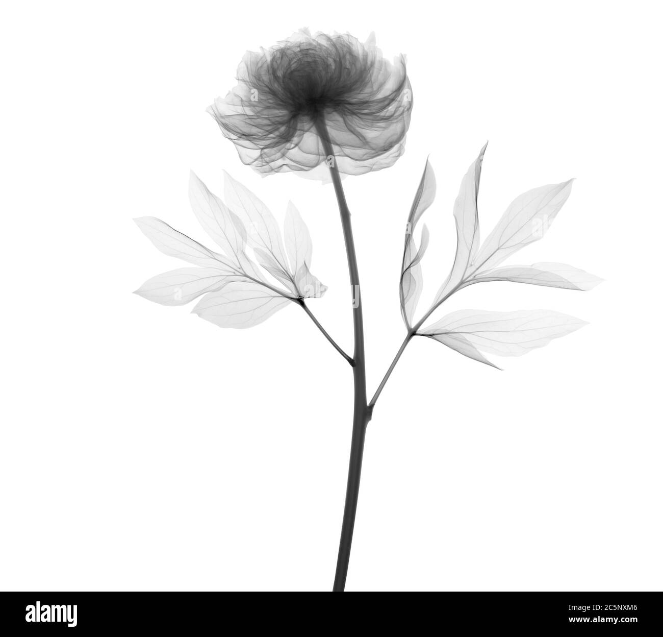 Peony (Paeonia suffruticosa), X-ray Stock Photo