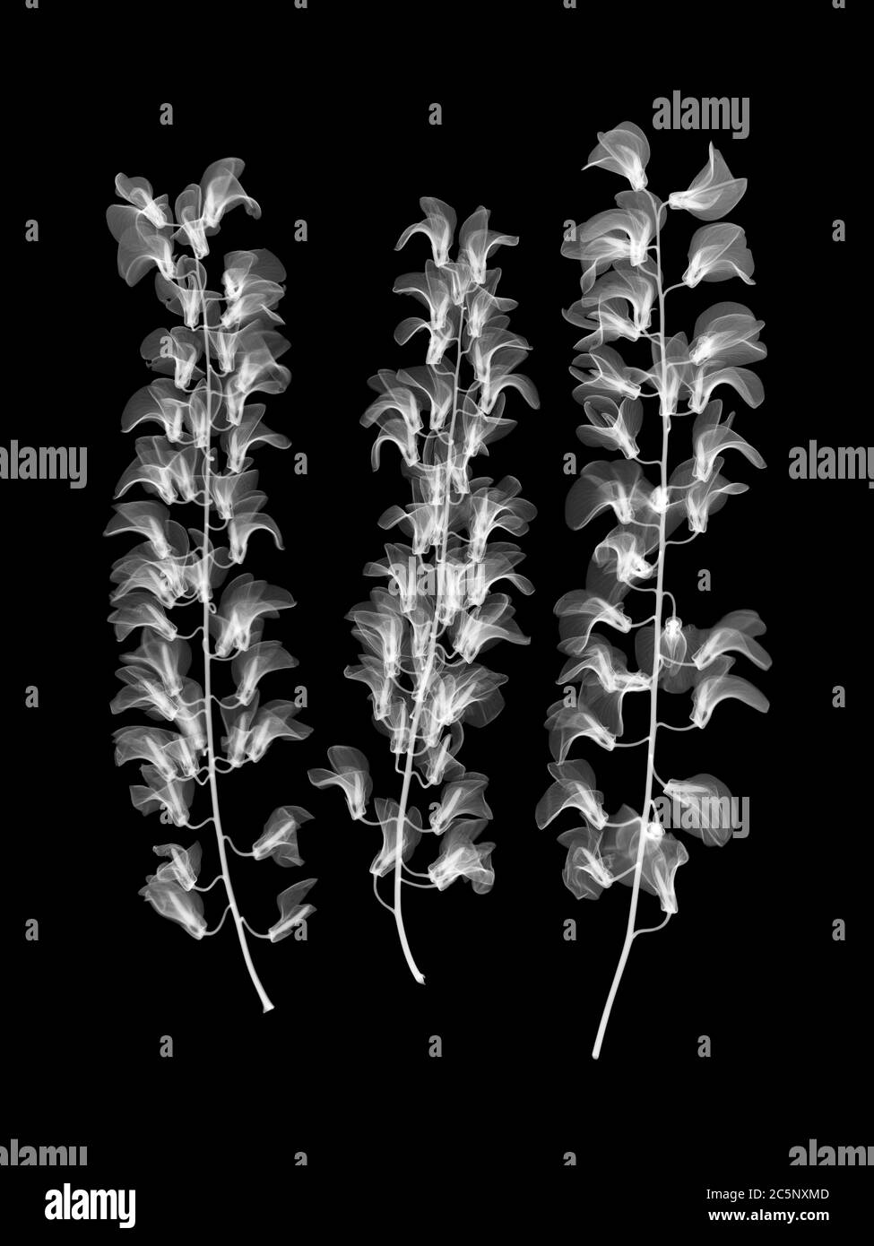 Laburnum (Laburnum alpinum), X-ray Stock Photo