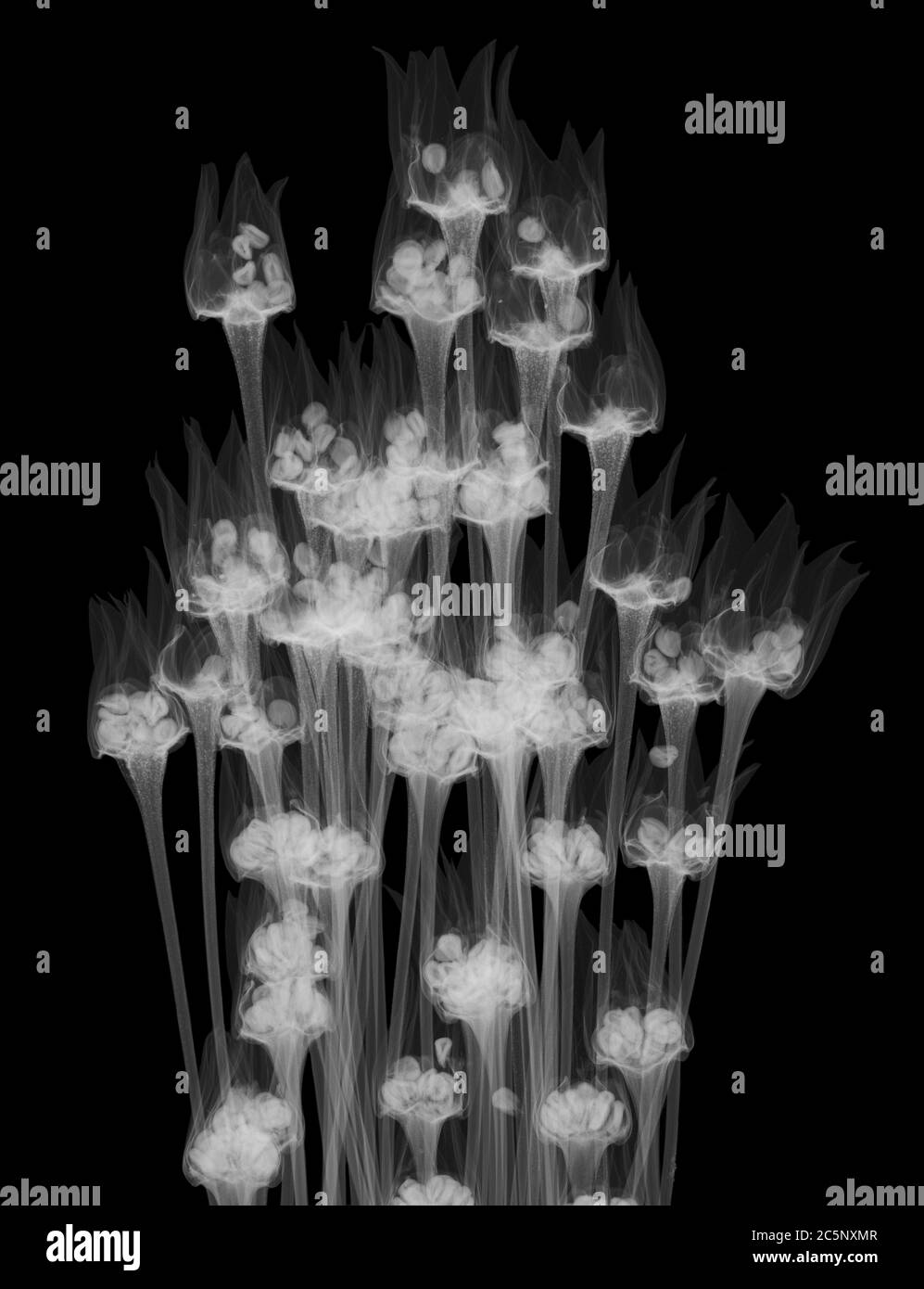 Heath rush (Juncus squarrosus), X-ray Stock Photo