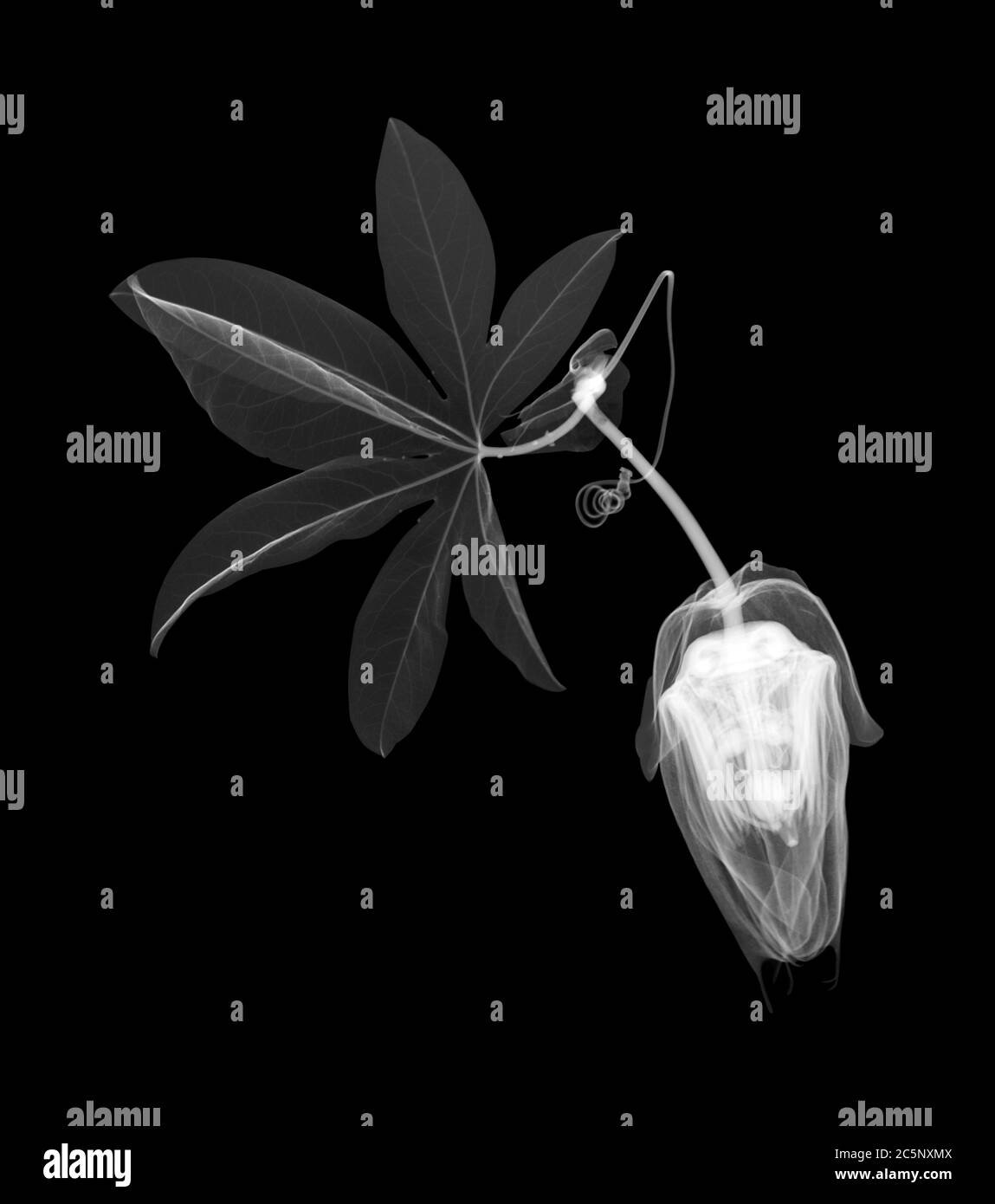 Passion flower head (Passiflora caerulea), X-ray Stock Photo