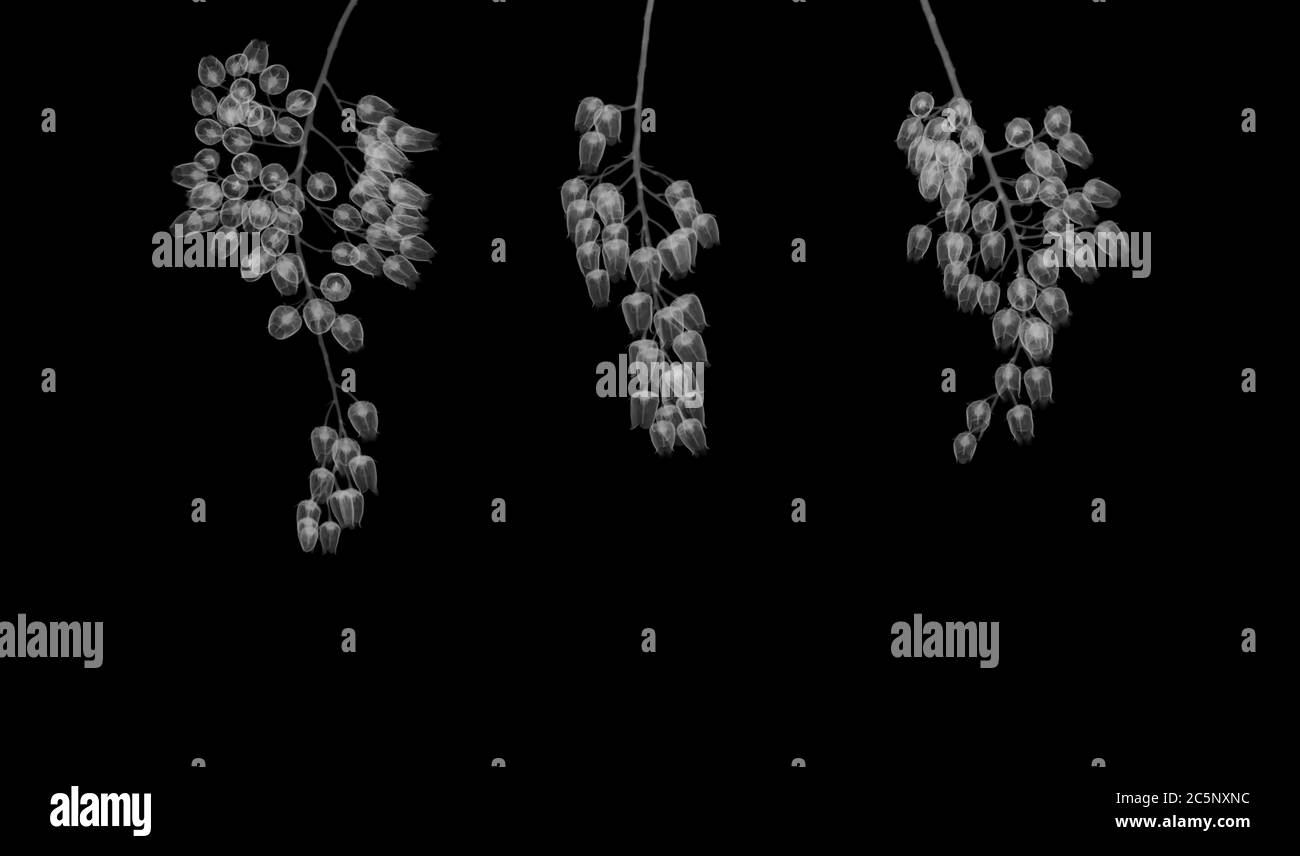 Japanese andromeda (Pieris Japonica), X-ray Stock Photo