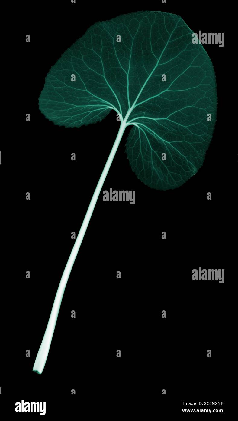 White butterbur (Petasites albus), coloured X-ray Stock Photo