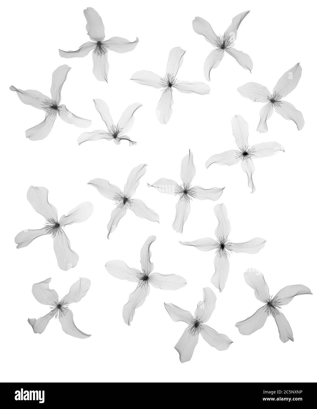 Clematis (Clematis montana) scattered, X-ray Stock Photo