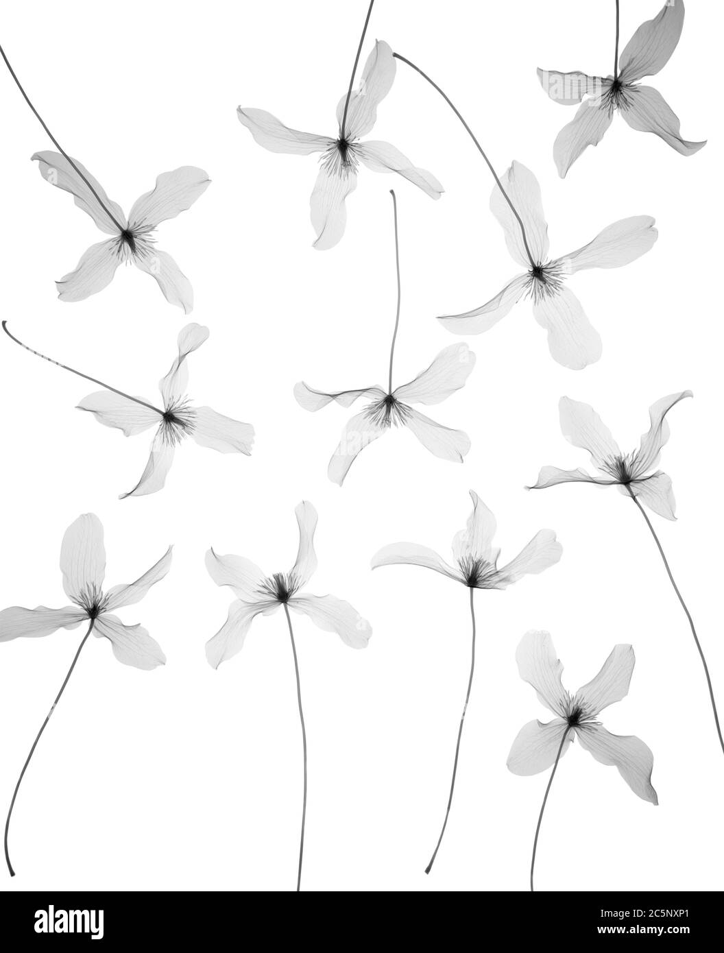 Clematis (Clematis montana) scattered, X-ray Stock Photo
