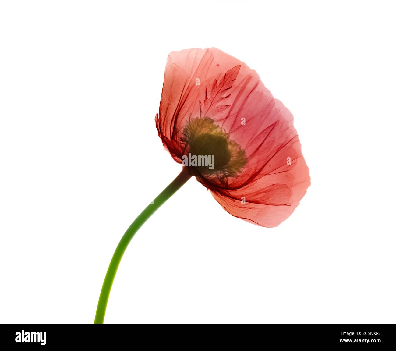 Poppy (Papaver orientalis), coloured X-ray Stock Photo