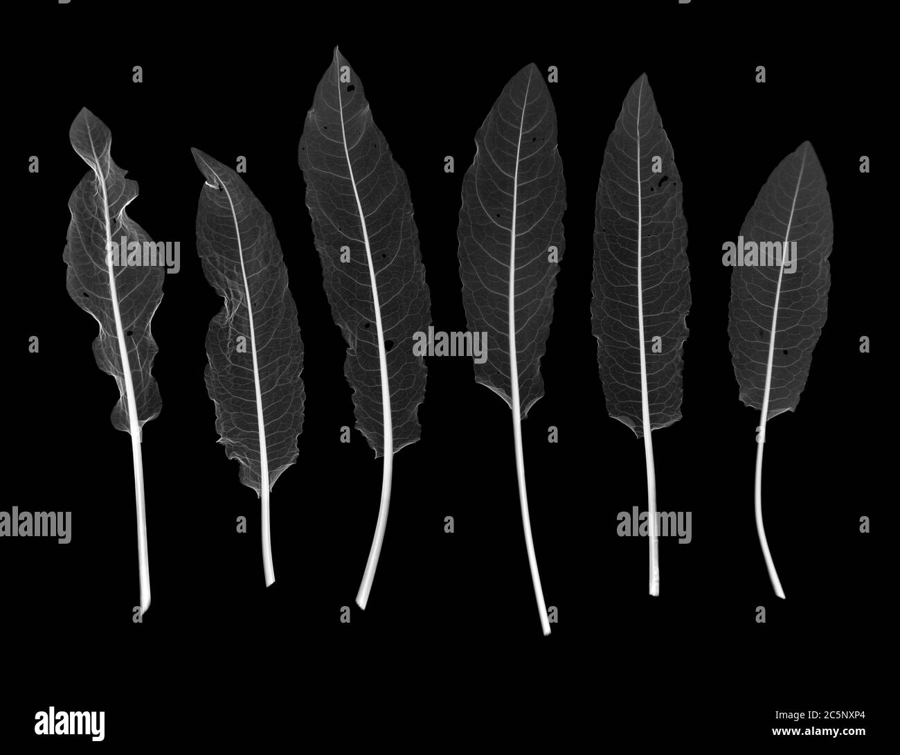 Sorrel leaves (Rumex acetosa), X-ray Stock Photo