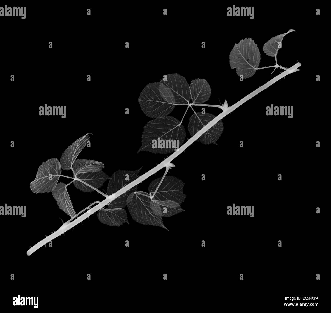 Blackberry (Rubus fruticosus), X-ray Stock Photo