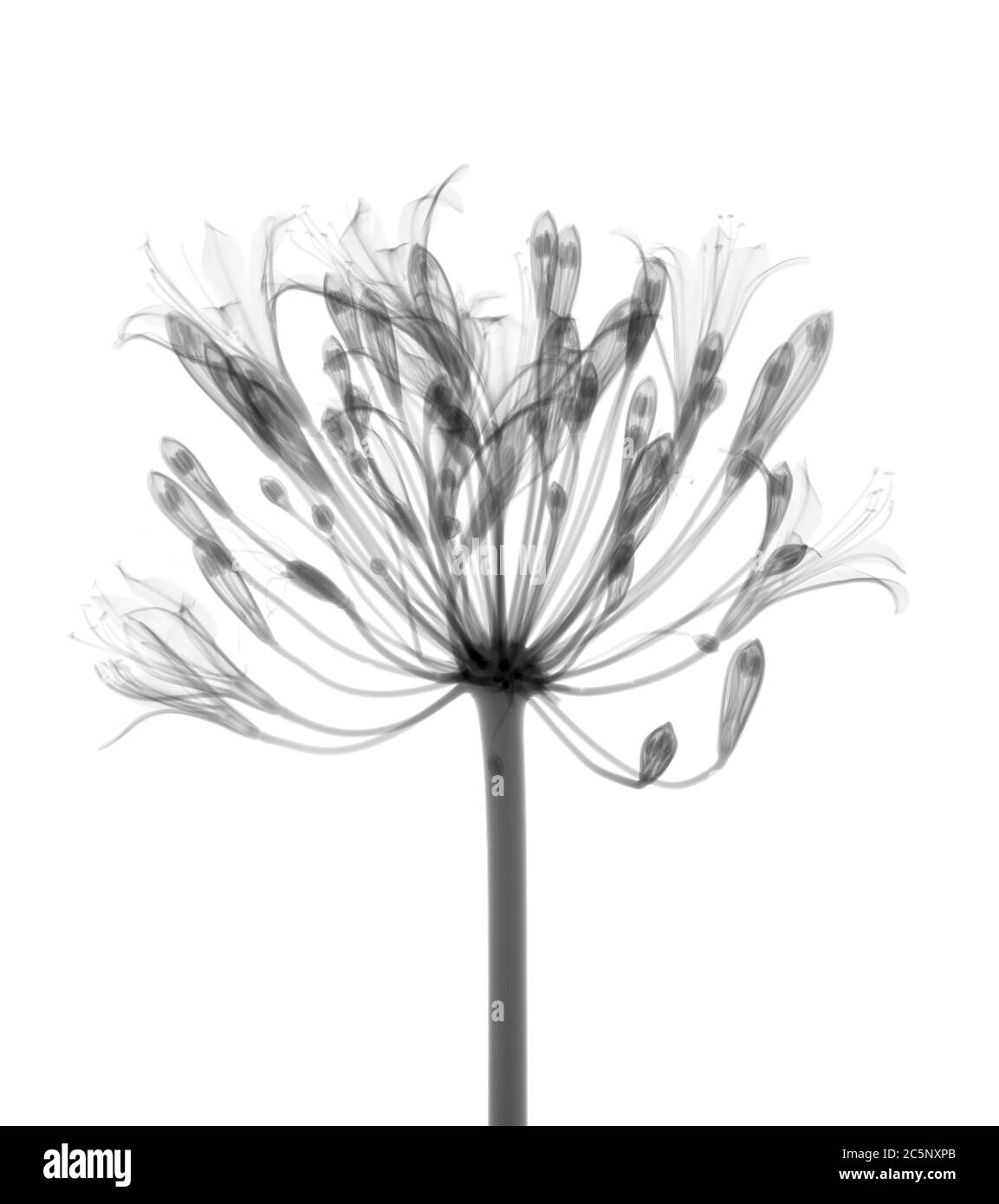 Agapanthus lily (Agapanthus praecox), X-ray Stock Photo