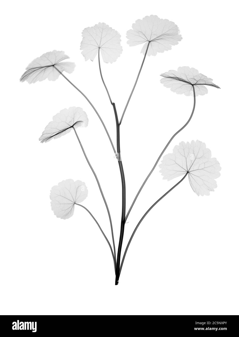 Indian pennywort, or gotu kola (Centella asiatica), X-ray Stock Photo