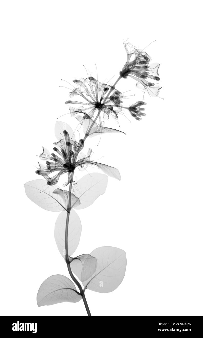 Honeysuckle (Lonicera periclymenum), X-ray Stock Photo