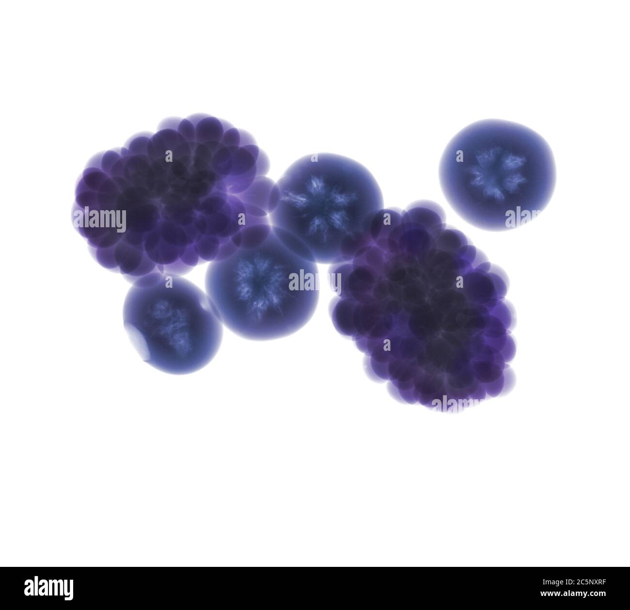 Blackberries and blueberries, coloured X-ray. Stock Photo