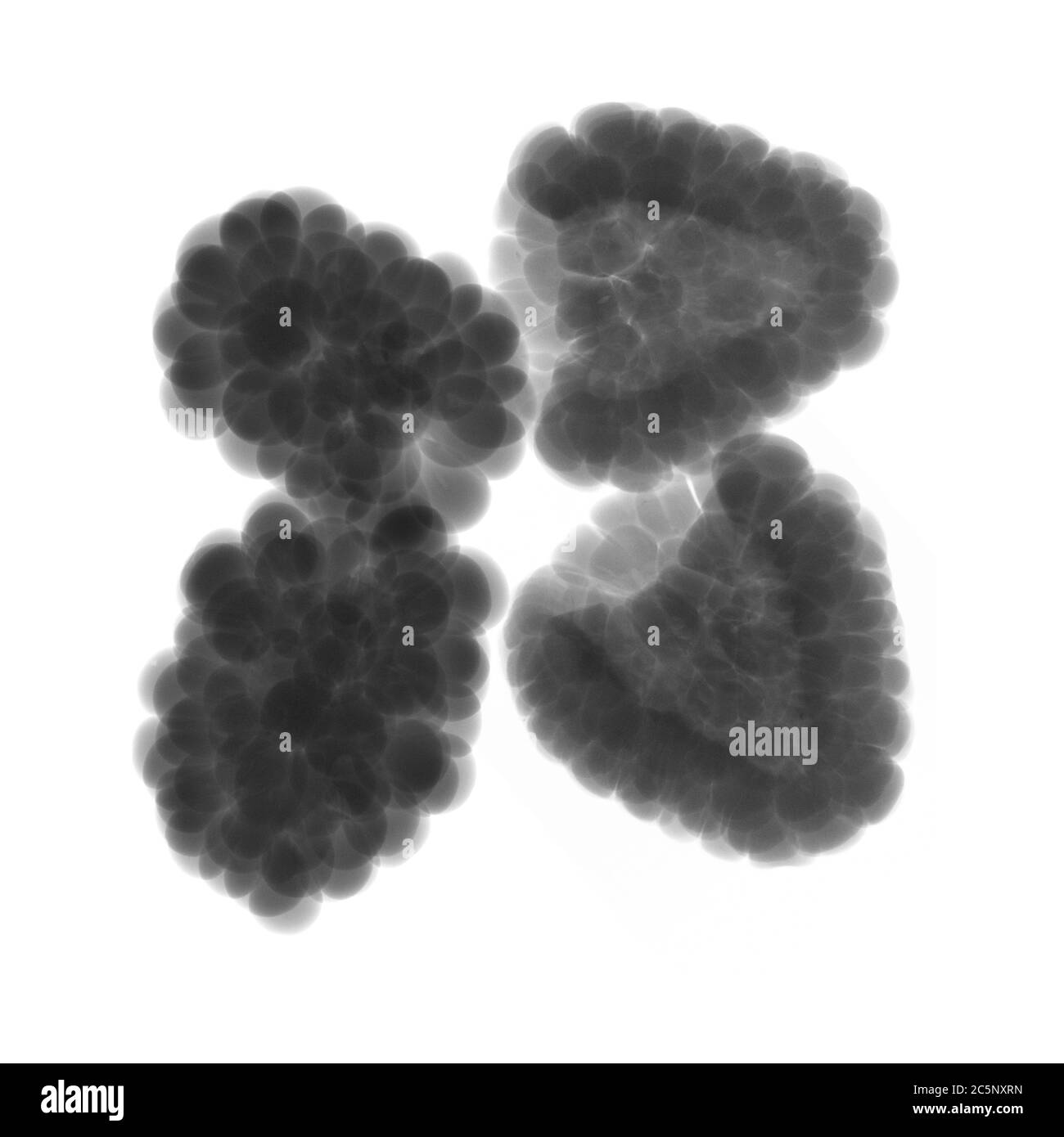 Raspberries and blackberries, X-ray Stock Photo - Alamy