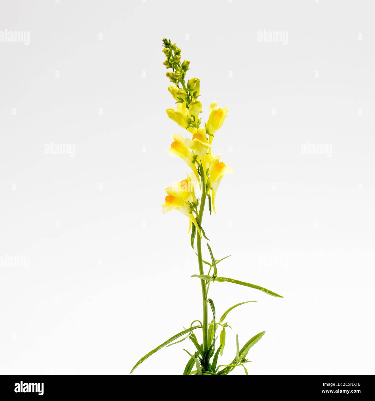 Yellow snapdragon flower isolated on white, Antirrhinum majus Stock