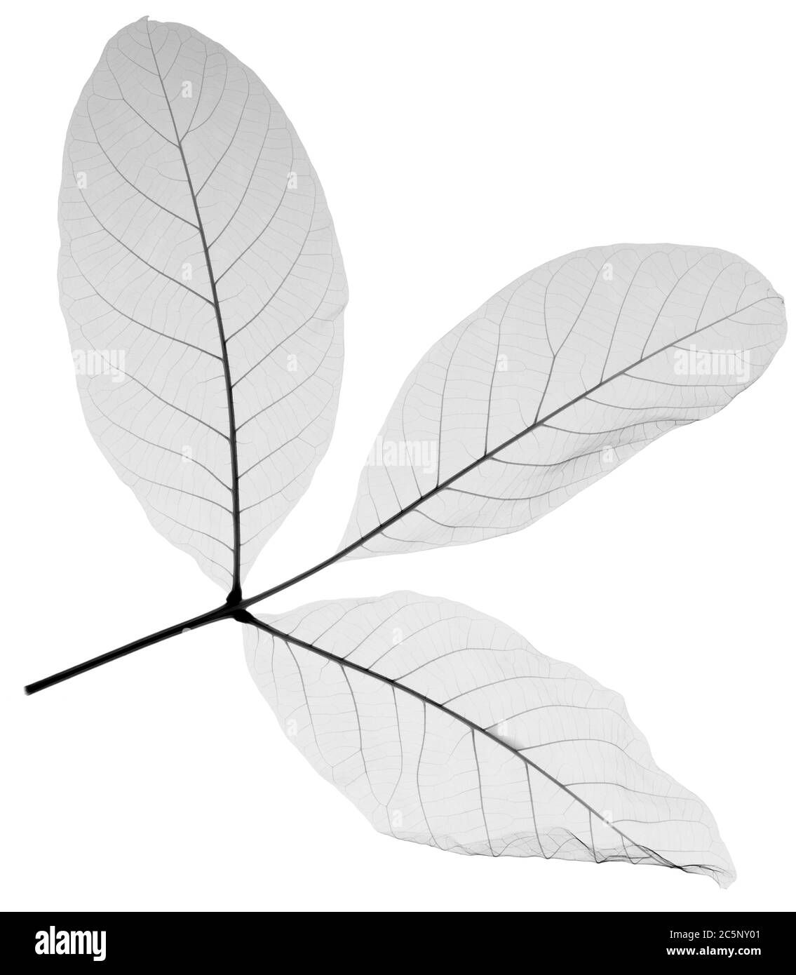 Sprig of viburnum leaves, X-ray. Stock Photo