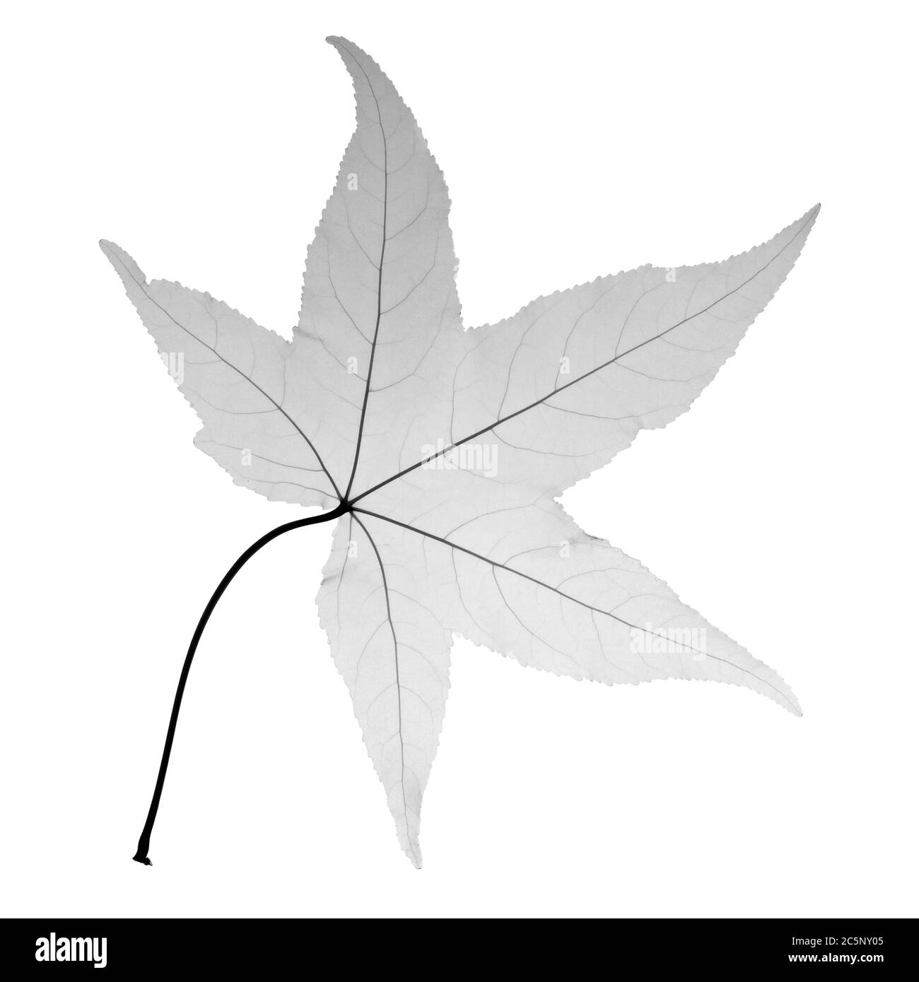 Japanese maple leaf, X-ray. Stock Photo