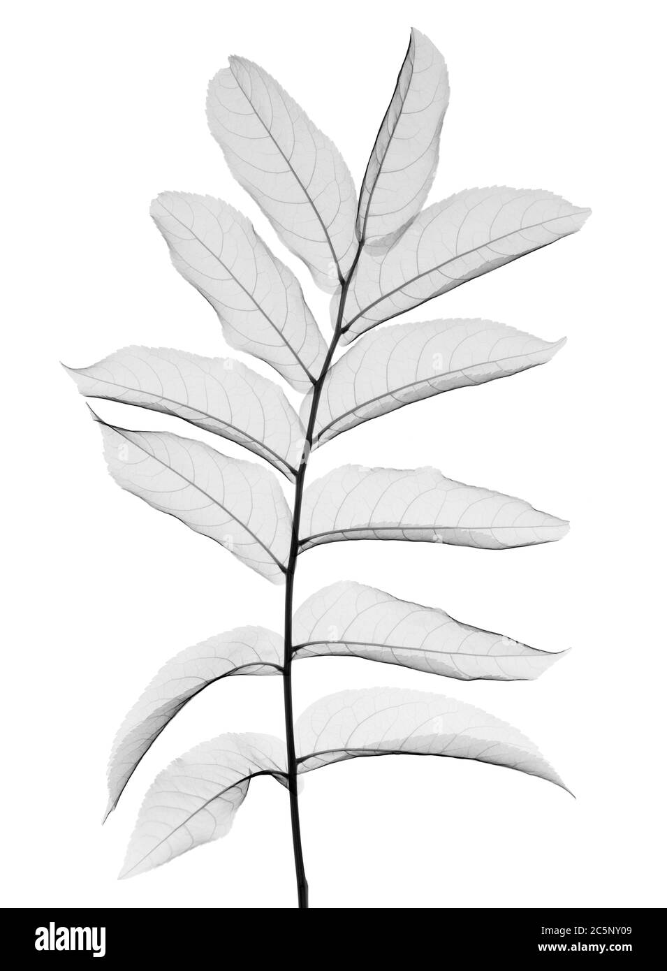Sprig of rowan leaves, X-ray. Stock Photo