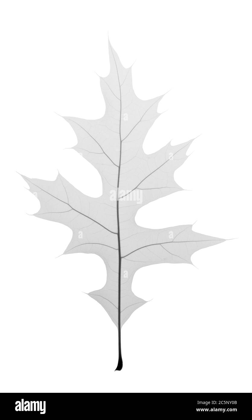 Tall oak leaf, X-ray. Stock Photo