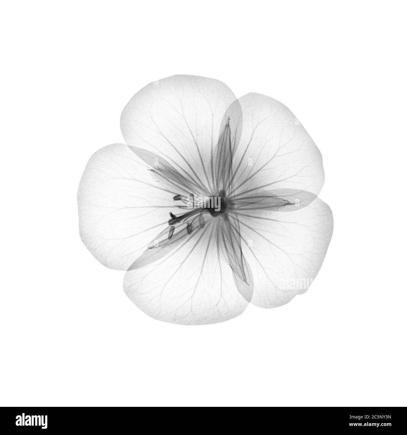 Geranium flower head, X-ray. Stock Photo