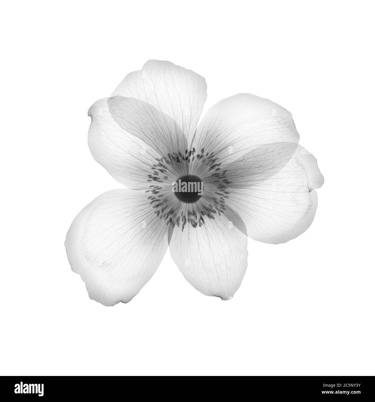 Anemone flower head, X-ray. Stock Photo