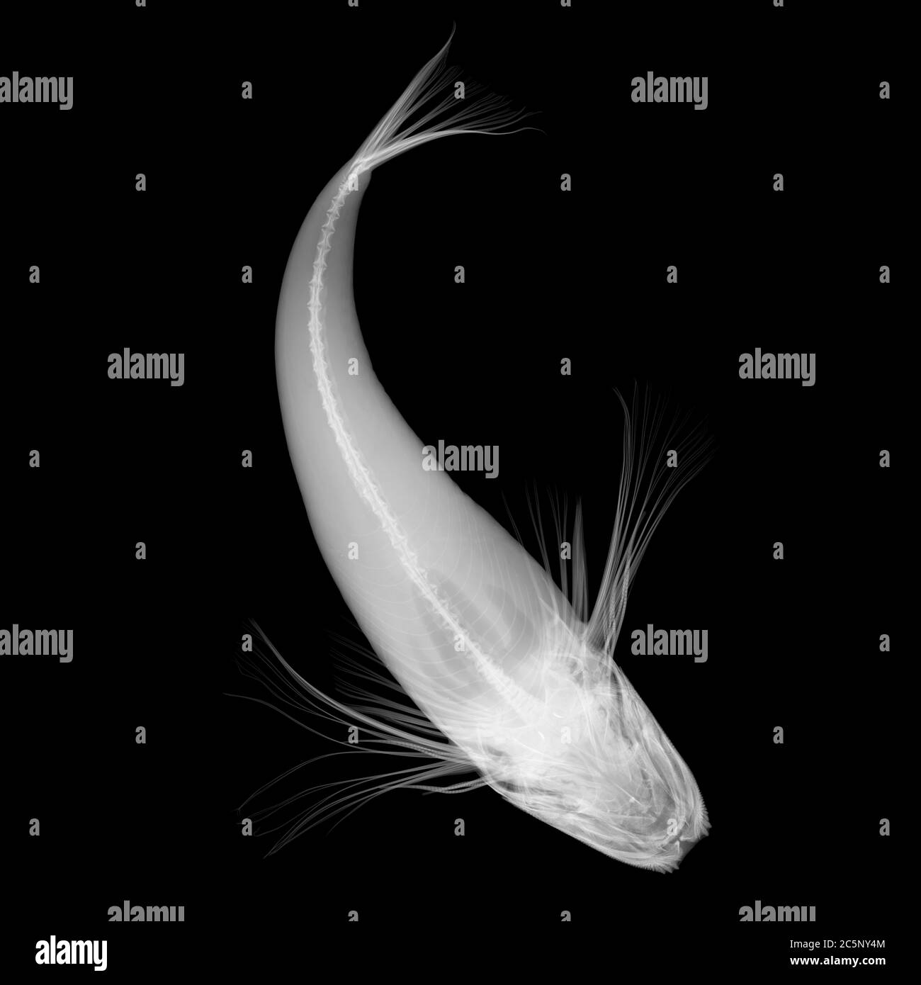 Gurnard fish, X-ray. Stock Photo