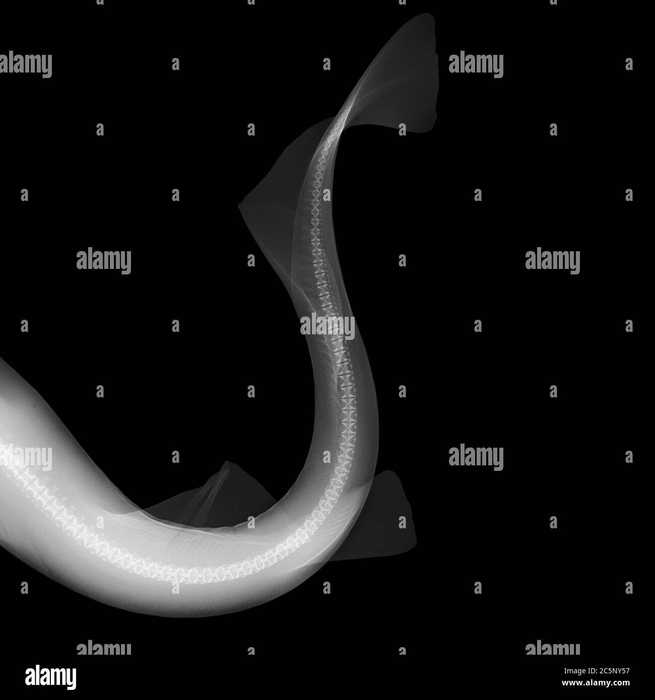 Dog fish tail, X-ray. Stock Photo