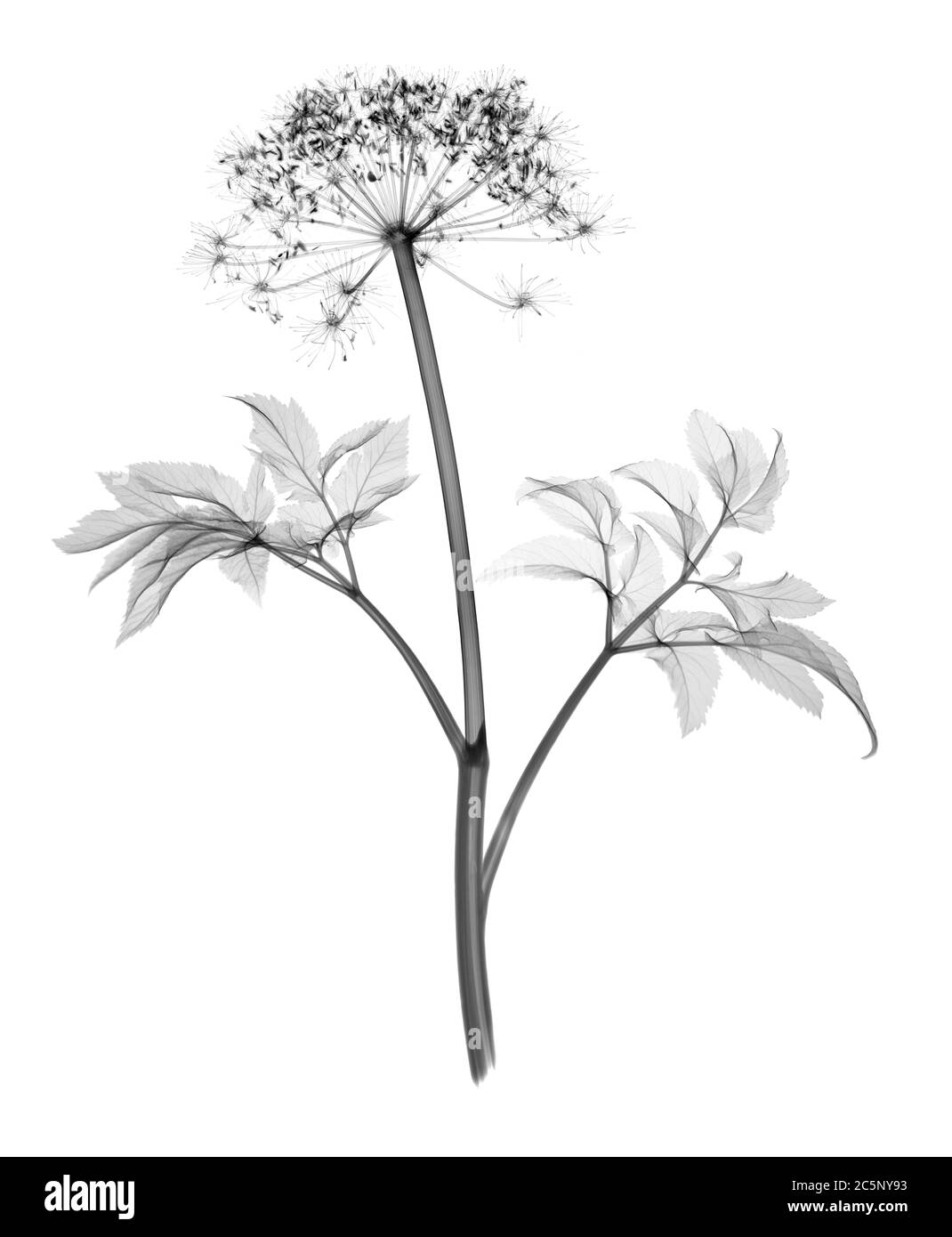 Angelica stem, X-ray. Stock Photo