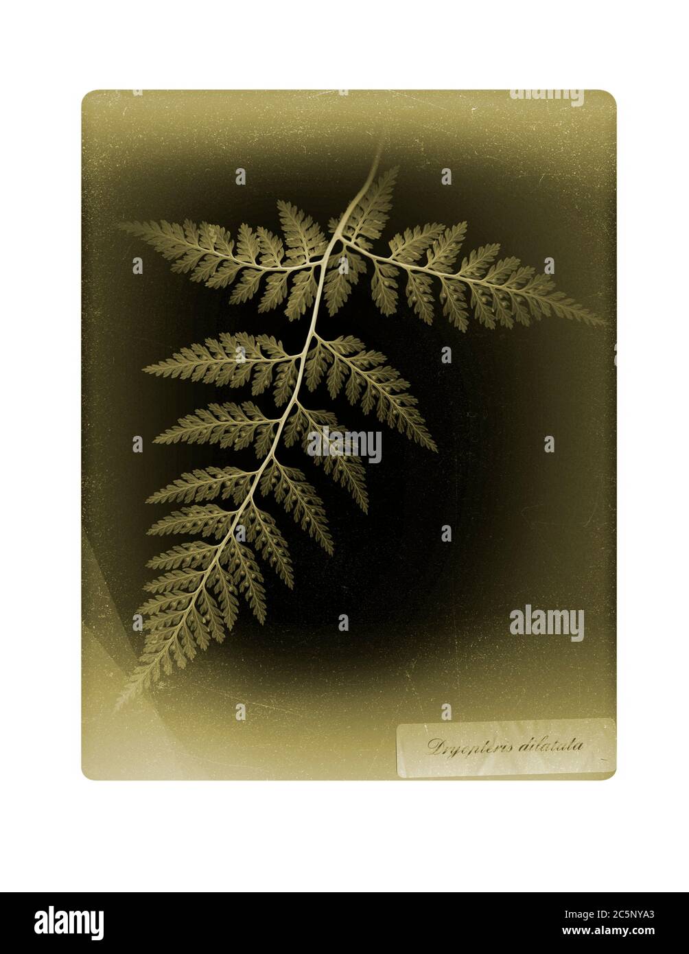 Fern (Dryopteris dilatata), coloured X-ray. Stock Photo