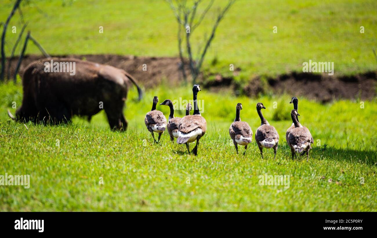 Omega Park, Canada - July 3 2020: The roaming duck family and the bison in Omega Park in Quebec Stock Photo