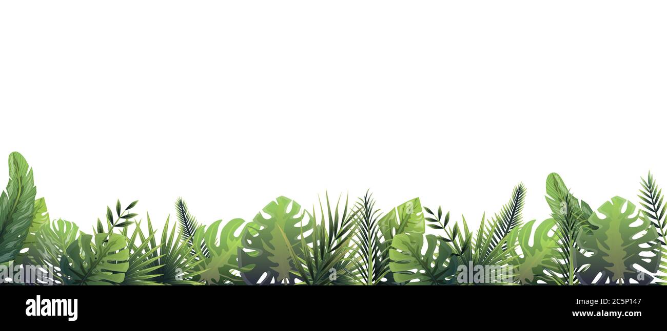 Green fern background after rain. Rainforest horizontal decoration in rainy weather. Stock Vector
