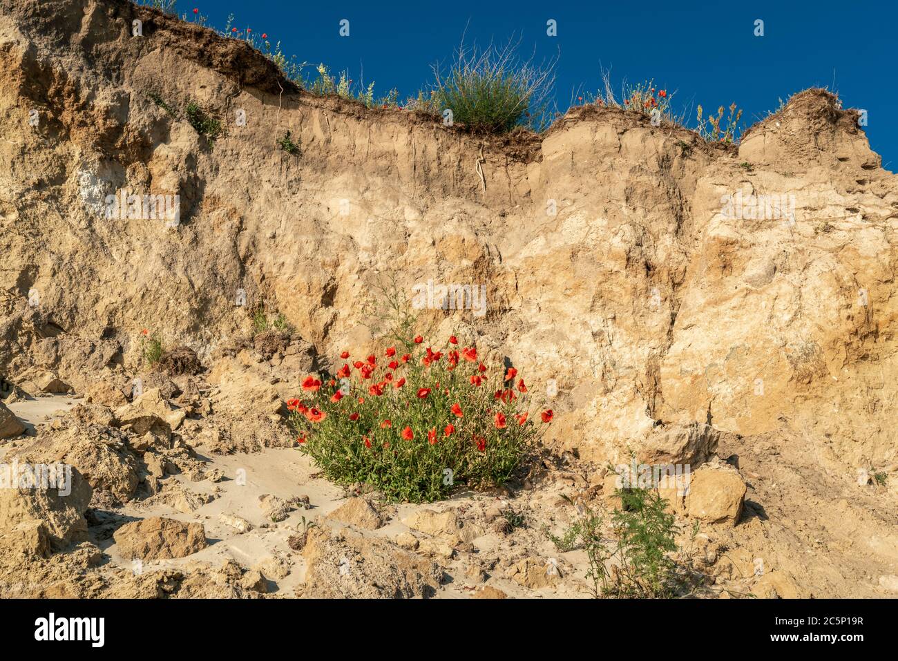 Red poppies growing on the chalk cliffs of the baltic sea island Ruegen Stock Photo