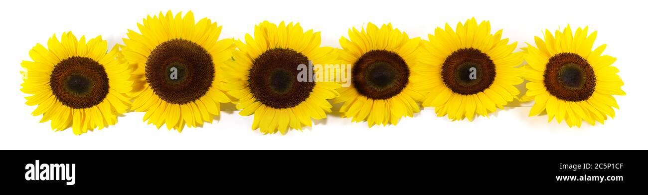 Sunflower Blossom Panorama on white Background Stock Photo