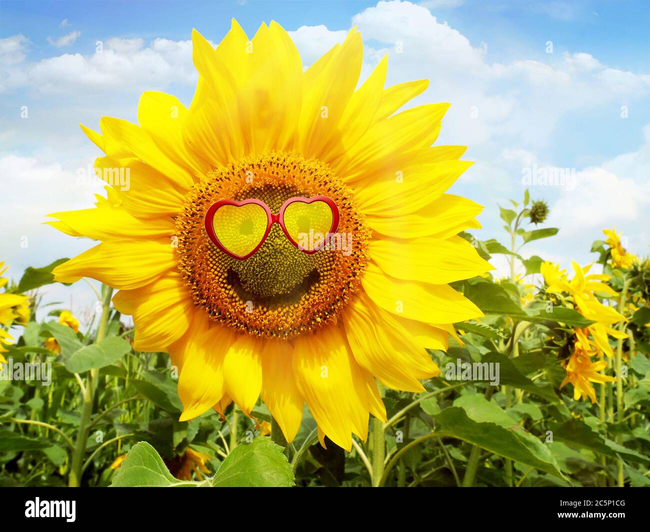 Sunflower on the Field - Smiling Face Stock Photo