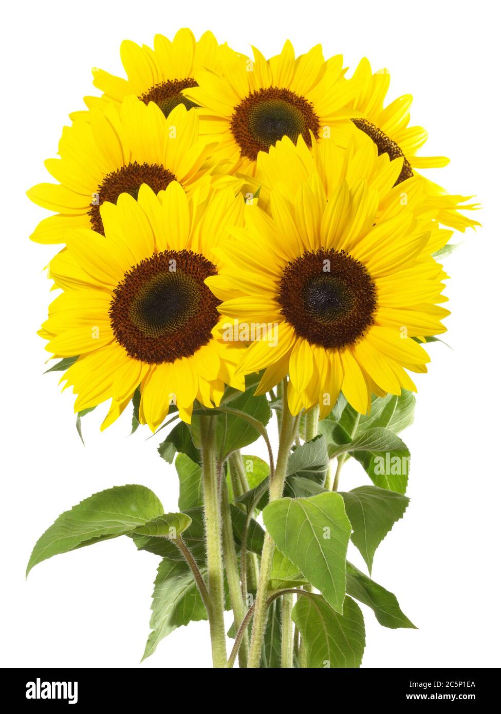 Group of Sunflowers on white Background Stock Photo Alamy