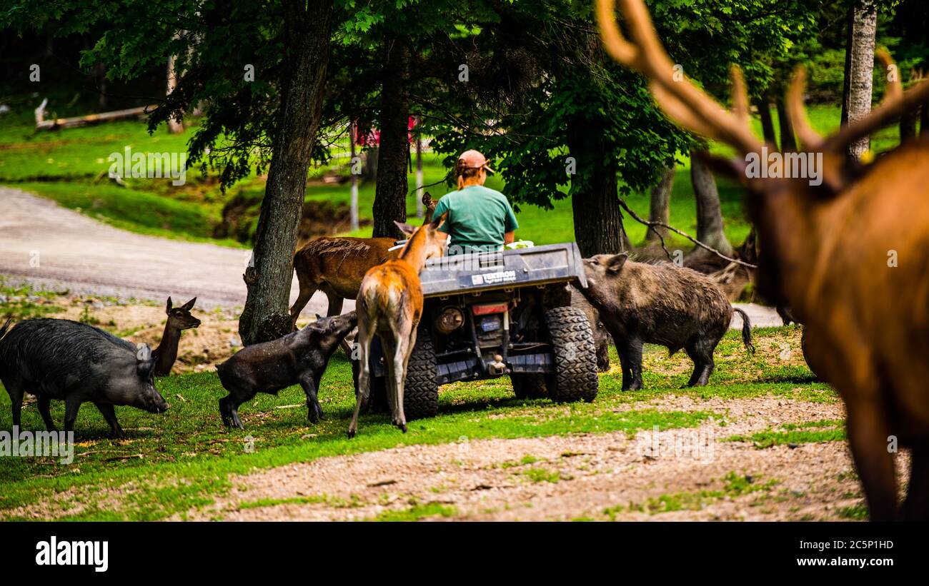 Omega Park, Canada - July 3 2020: The breeder feeding the elks and pigs in Omega Park in Quebec Stock Photo