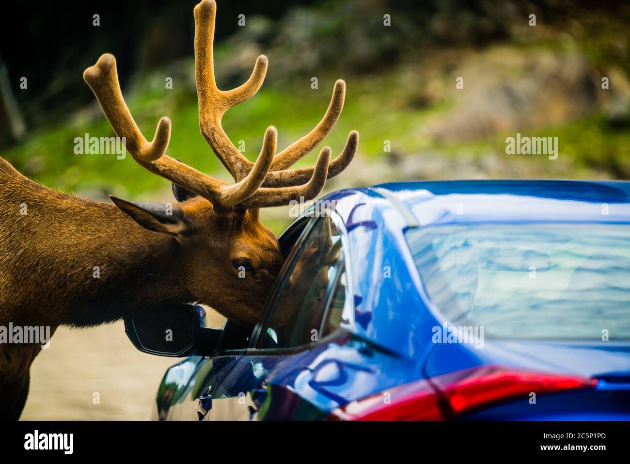 Parc Omega, Canada -July 3 2020:  Roaming elk asking for carrot from tourists car in the Omega Park in Canada Stock Photo