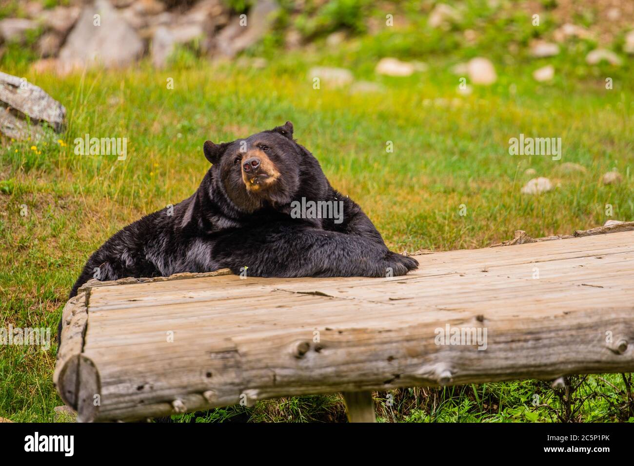 Parc Omega, Canada - July 3 2020: Black bear in the Omega Park in Canada Stock Photo