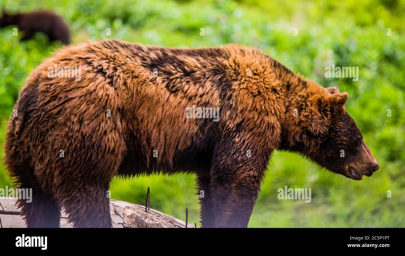 Parc Omega, Canada - July 3 2020: Brown bear in the Omega Park in Canada Stock Photo