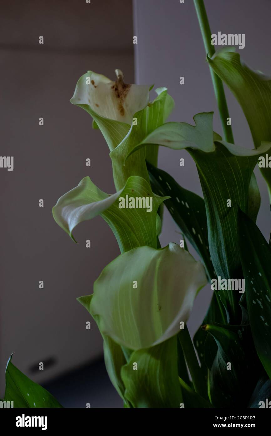 A calla lily flower that is wilting, visible dark spots on the petals