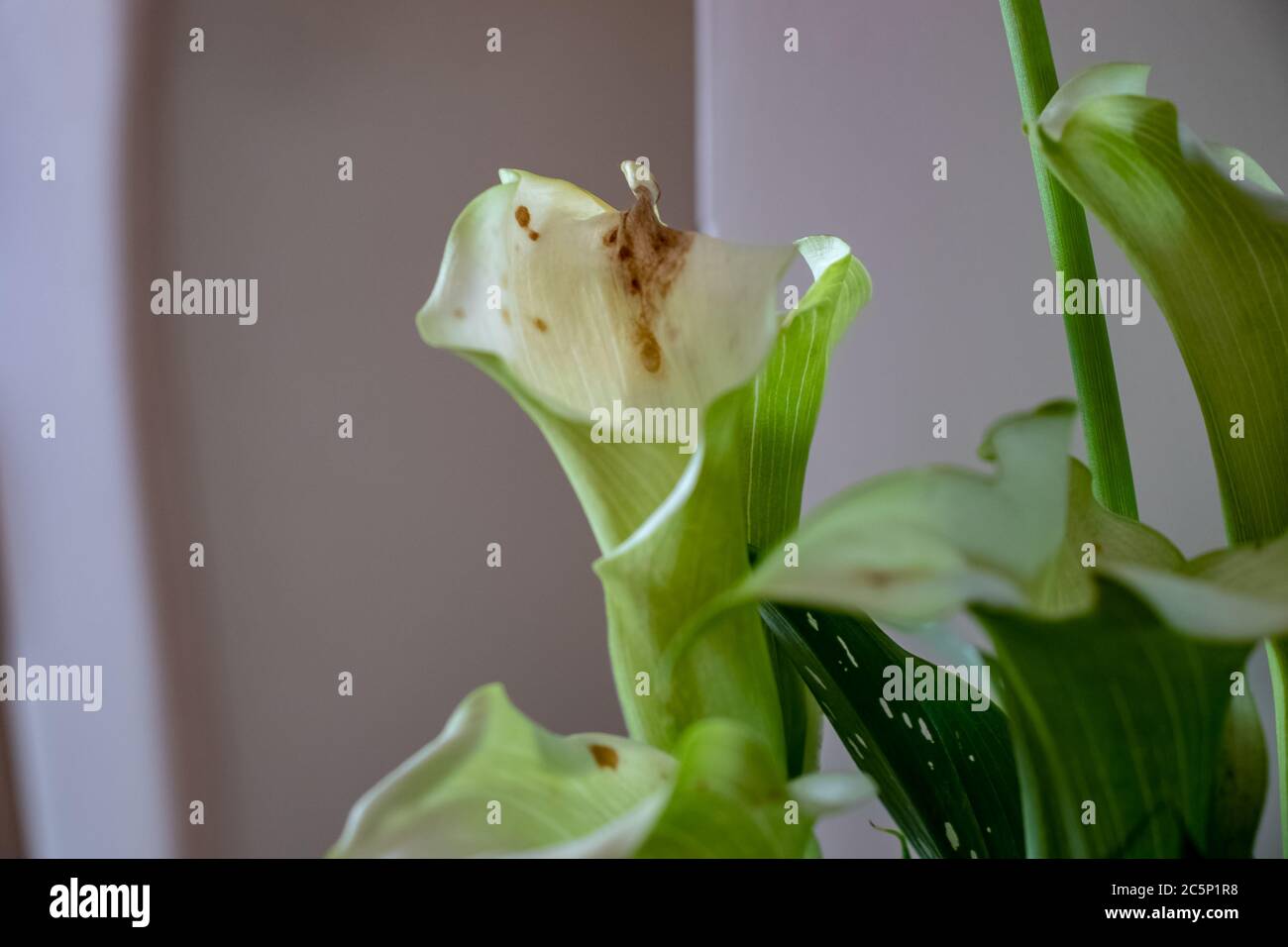 A calla lily flower that is wilting, visible dark spots on the petals