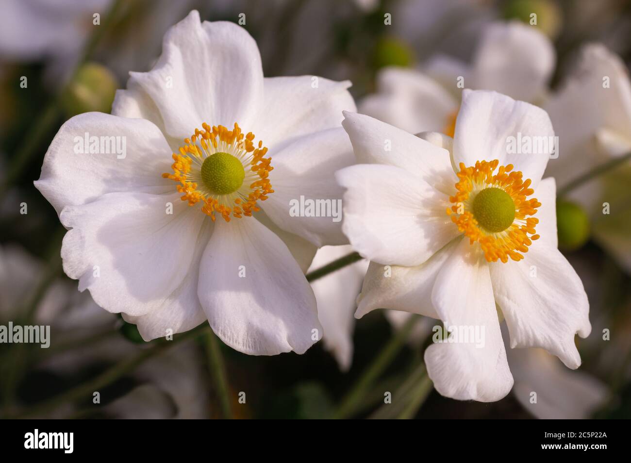 white anemone blossoms in a anemone field at botanical garden with beautiful blurred bokeh background Stock Photo