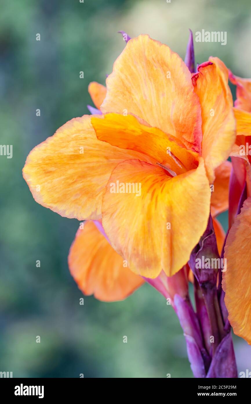 artistic portrait orange canna indica flower with blurred bokeh background Stock Photo